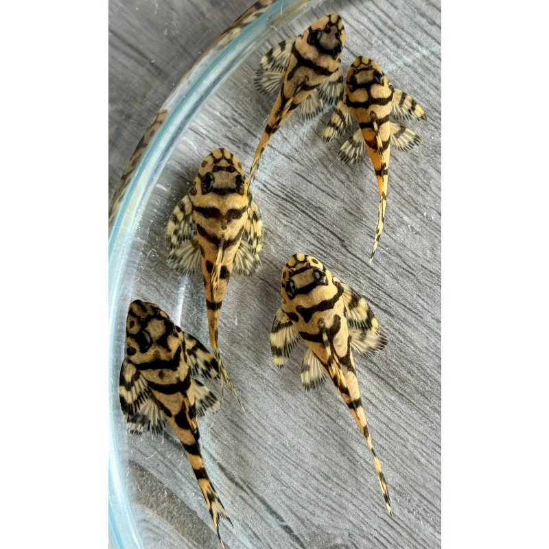 Juvenile L236 Super Yellow Plecos