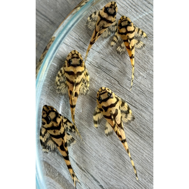 Juvenile L236 Super Yellow Plecos