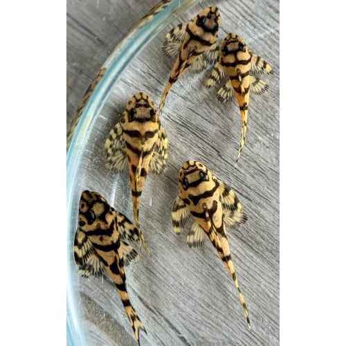 Juvenile L236 Super Yellow Plecos