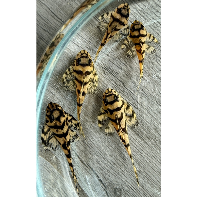 Juvenile L236 Super Yellow Plecos