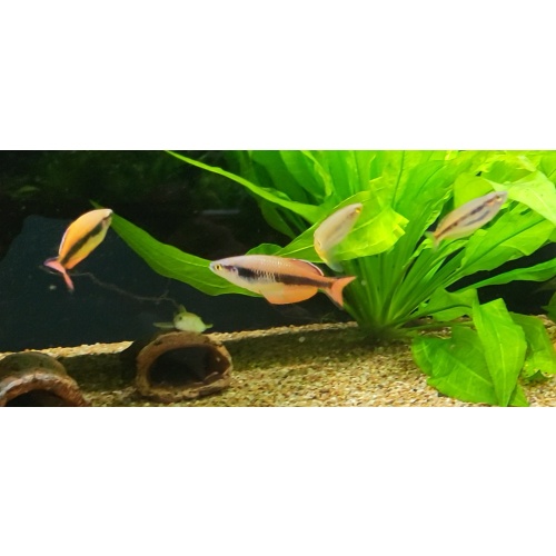 8 juvenile Melanotaenia kali moysi