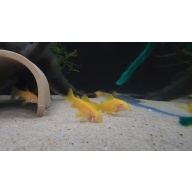 6 Albino Gold Lasers