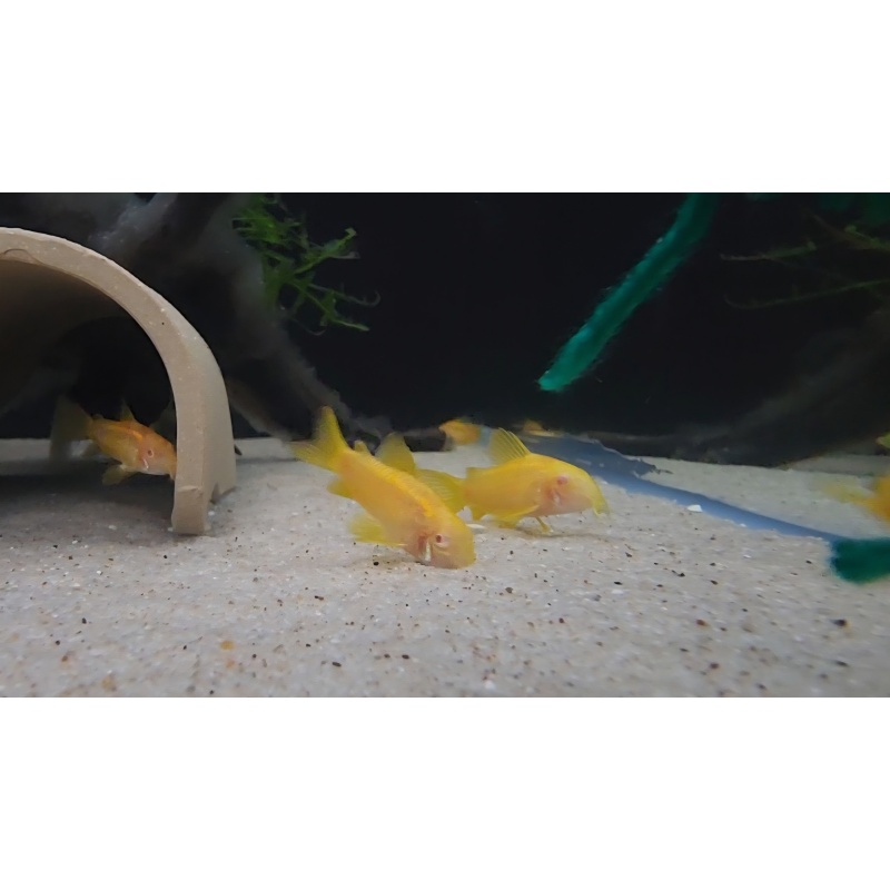 6 Albino Gold Lasers