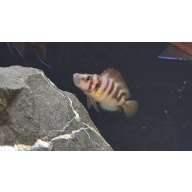 5 Altolamprologus compressicep sumbu dwarf
