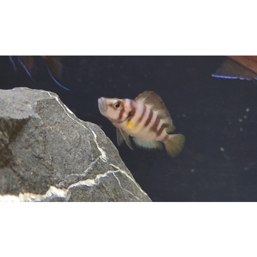 5 Altolamprologus compressicep sumbu dwarf