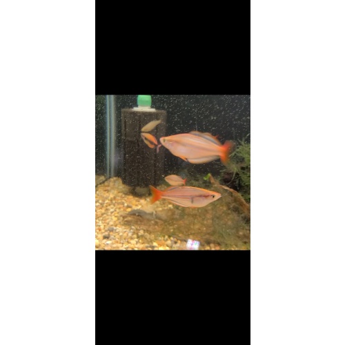 8 juvenile Melanotaenia mairasi
