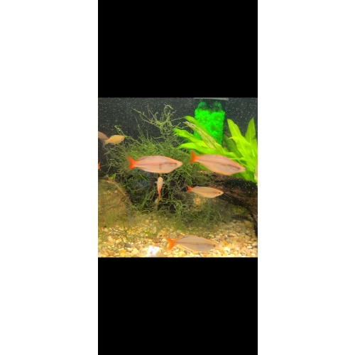 8 juvenile Melanotaenia mairasi