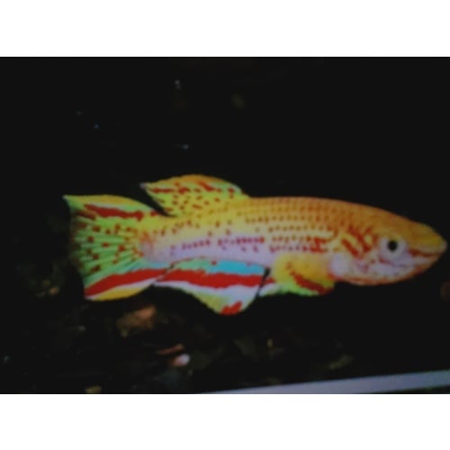 Yellow F. gardneri