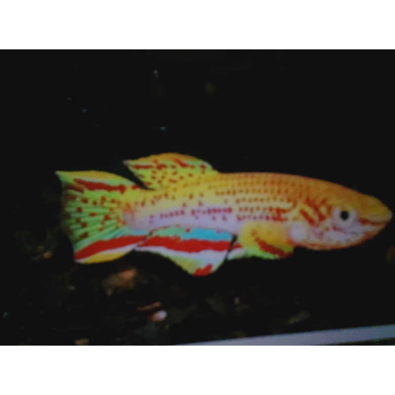 Yellow F. gardneri