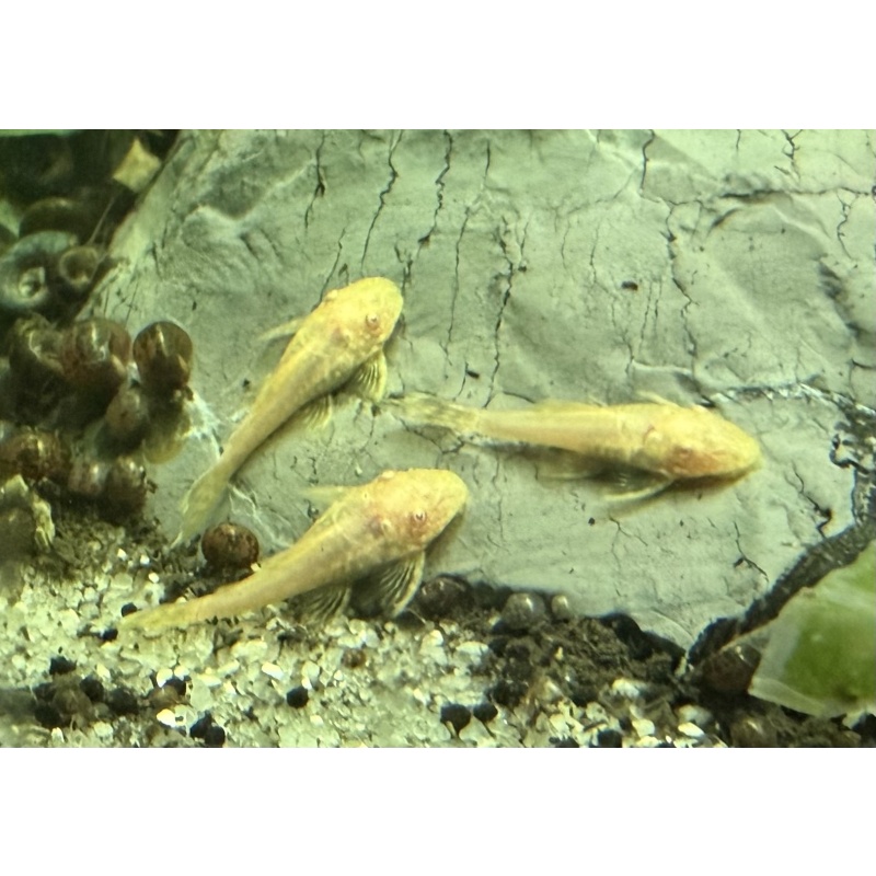 Albino or Chocolate Bristlenose Pleco juvenile 1-2" Tank bred in Florida