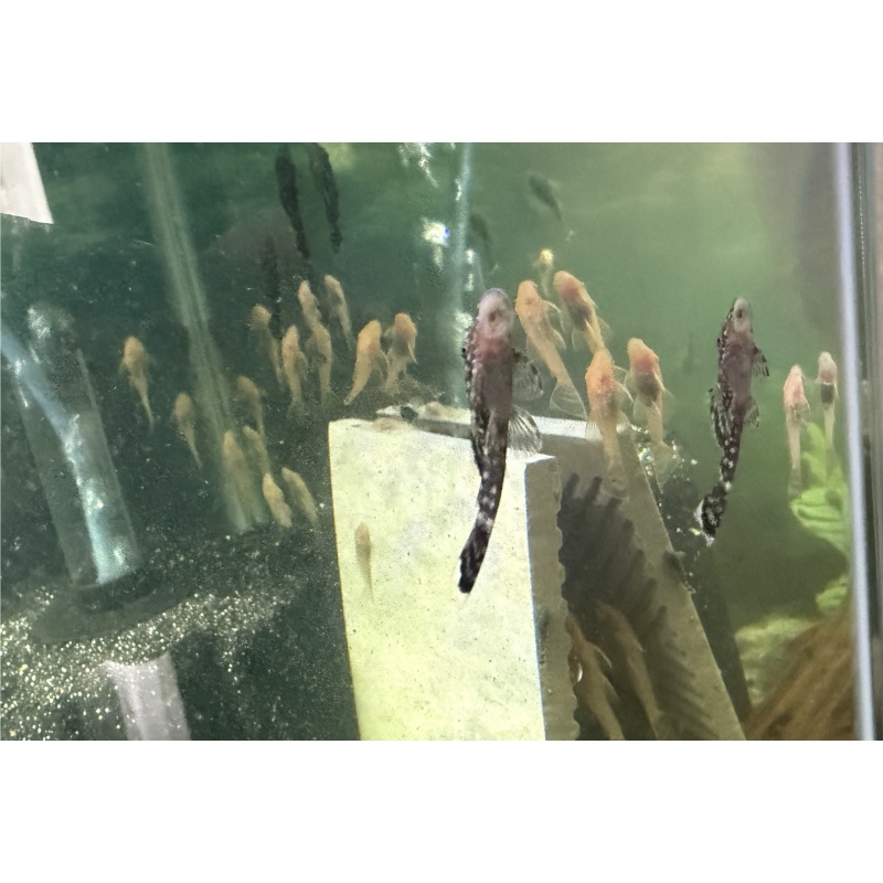 *Black&White Special* 10 Common and 10 Albino Bristlenose Pleco juvenile 1-2" Tank bred in Florida
