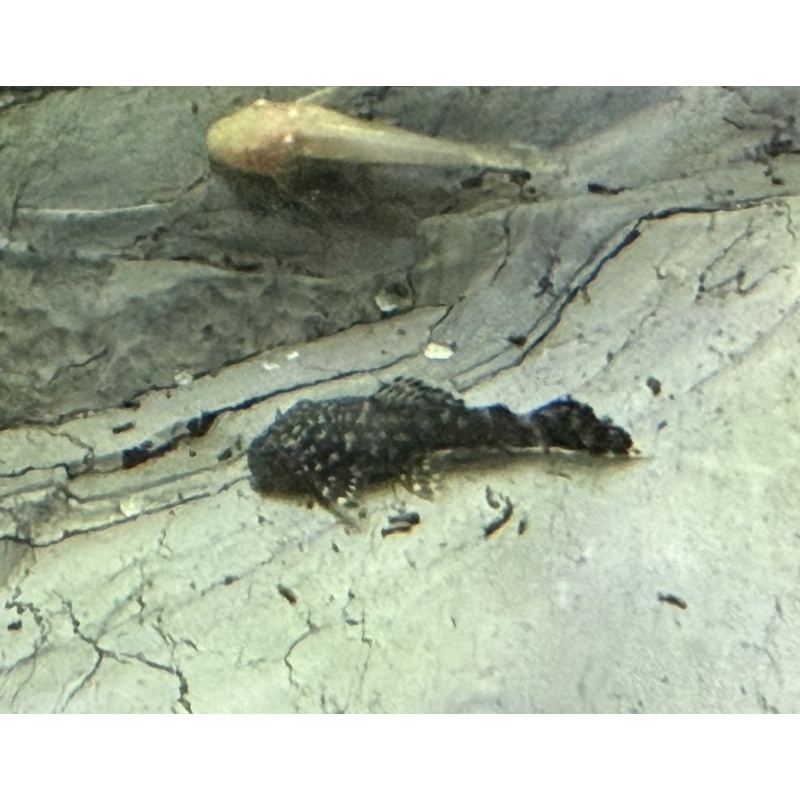 10 Common Bristlenose Pleco juvenile 1-2" Tank bred in Florida