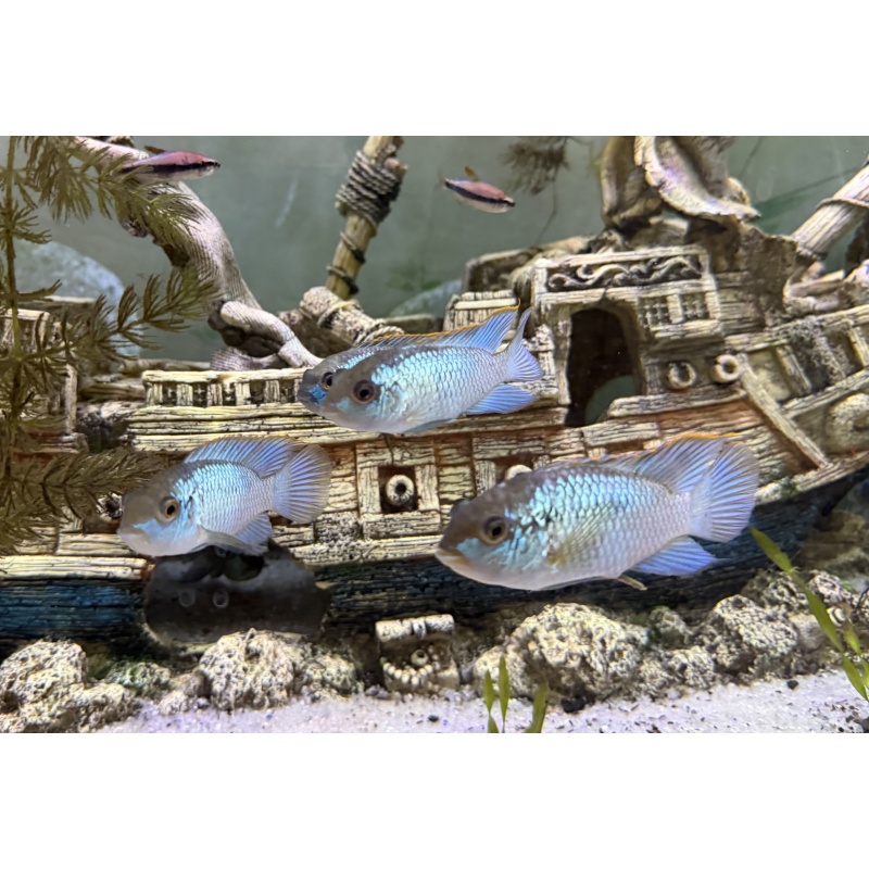 9 Electric Blue Acara 1.5-2" unsexed USA seller High Quality