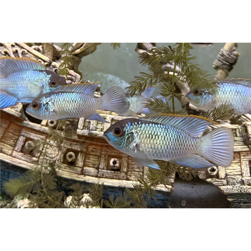 9 Electric Blue Acara 1.5-2" unsexed USA seller High Quality