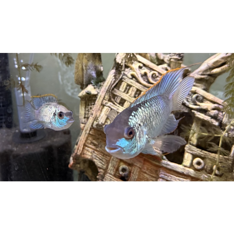 9 Electric Blue Acara 1.5-2" unsexed USA seller High Quality