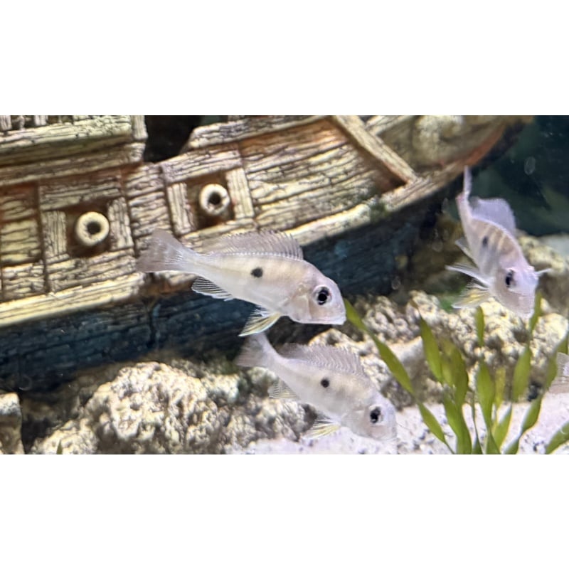 Red Stripe Earth Eater 4 pack (Geophagus Surinamensis) 1.5-2" unsexed