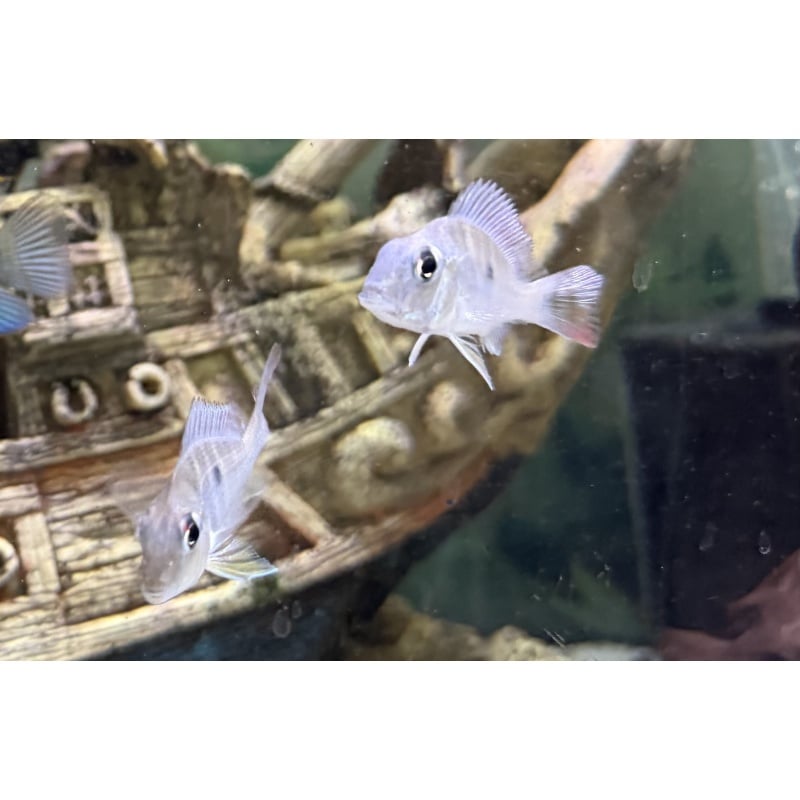 Red Stripe Earth Eater 4 pack (Geophagus Surinamensis) 1.5-2" unsexed