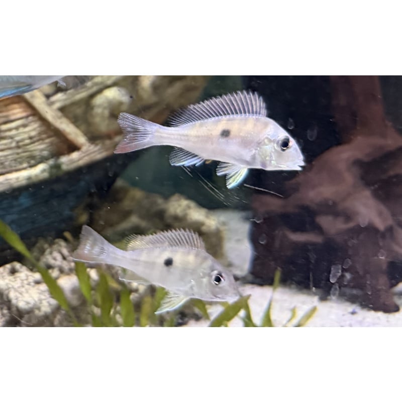 Red Stripe Earth Eater 4 pack (Geophagus Surinamensis) 1.5-2" unsexed