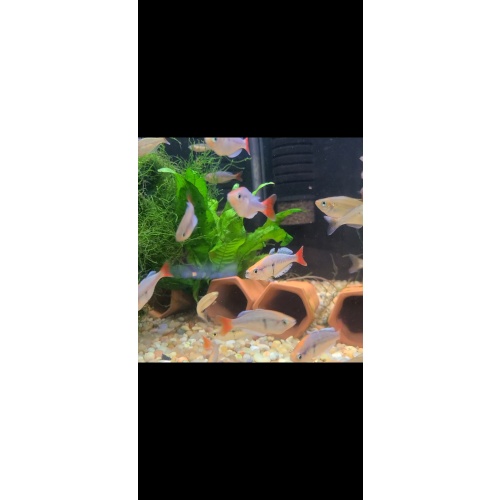 8 juvenile Melanotaenia kali tawa
