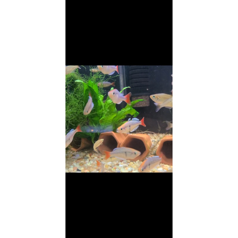 8 juvenile Melanotaenia kali tawa