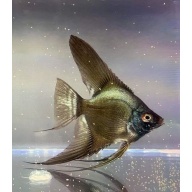 6 DOUBLE DARK Bulgarian Green Seal Point Angelfish