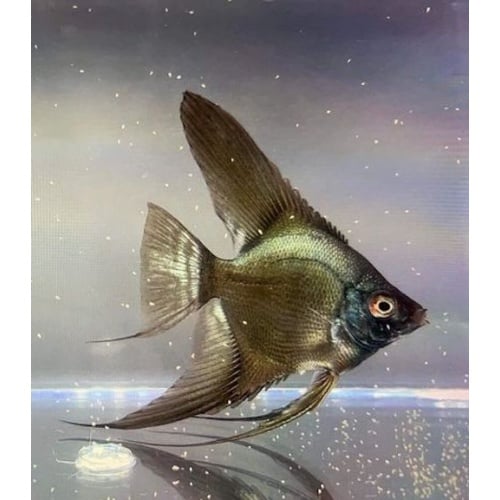 6 DOUBLE DARK Bulgarian Green Seal Point Angelfish