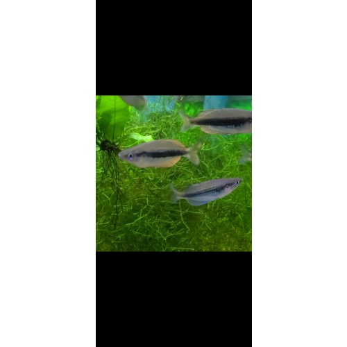 8 juvenile Melanotaenia Lengguru