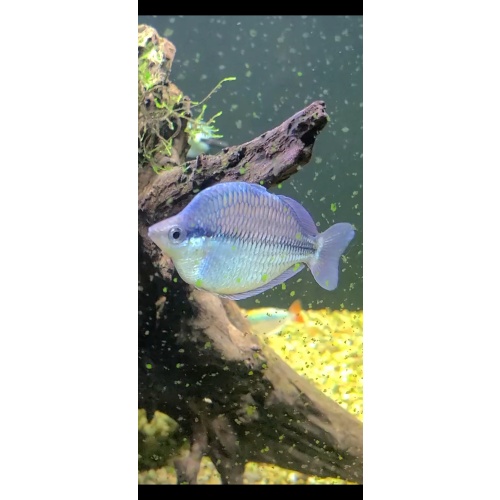 8 juvenile Melanotaenia kamaka