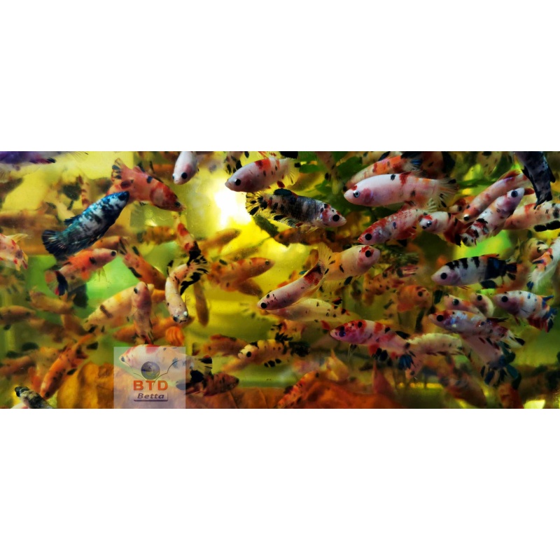 Female fancy Nemo, KOI HMPK or short tails Premium Grade.