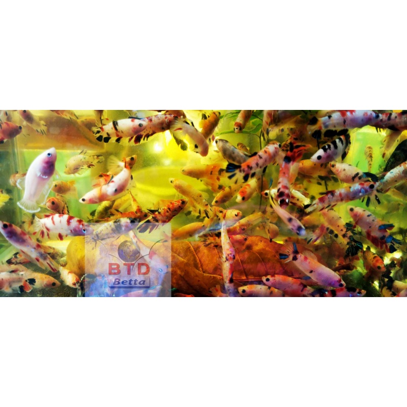 Female fancy Nemo, KOI HMPK or short tails Premium Grade.