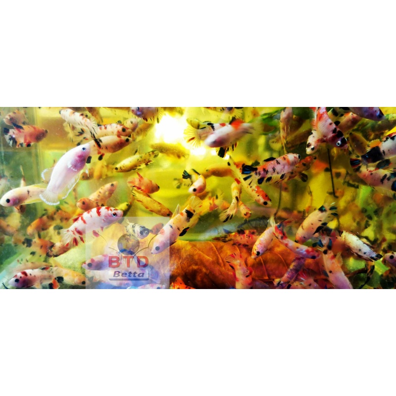 Female fancy Nemo, KOI HMPK or short tails Premium Grade.