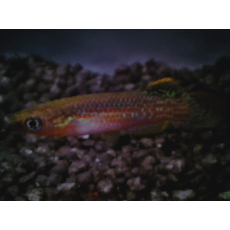 2 trio of   P. playfairi