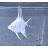 6 Bulgarian Lilac Point Angelfish, QUARTER SIZE!