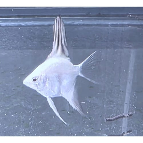 6 Bulgarian Lilac Point Angelfish, DIME SIZE!