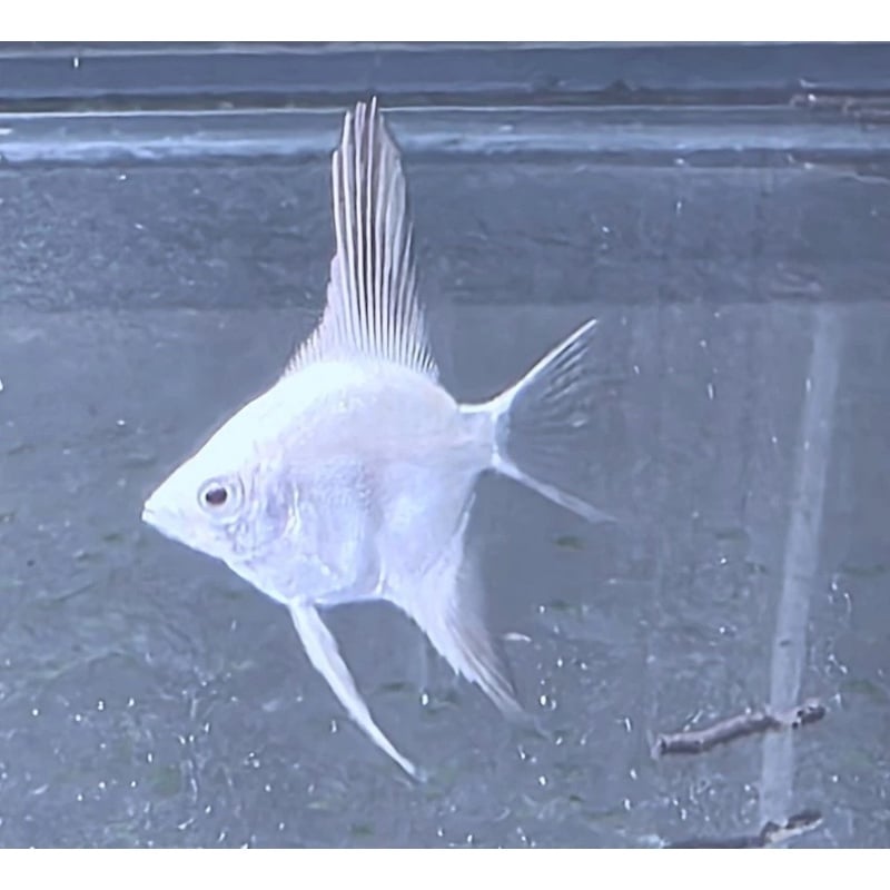 6 Bulgarian Lilac Point Angelfish, DIME SIZE!