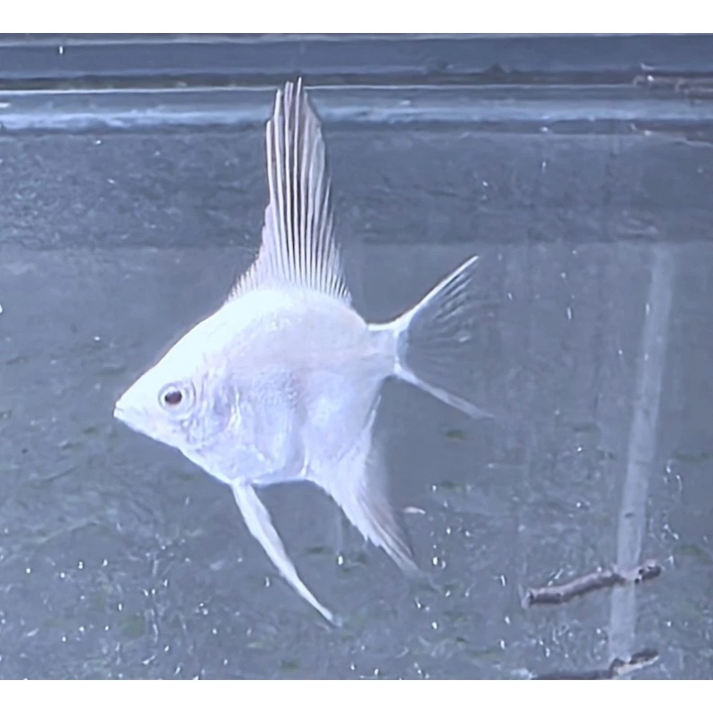 3 Bulgarian Lilac Point Angelfish, QUARTER SIZE! NO RESERVE!