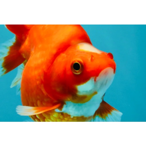 SPECIAL A Grade Jade Head Red White Ryukin Female 4 inches