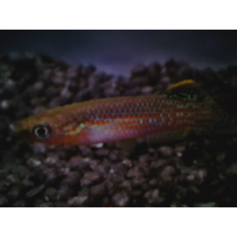 2 trio of   P. playfairi