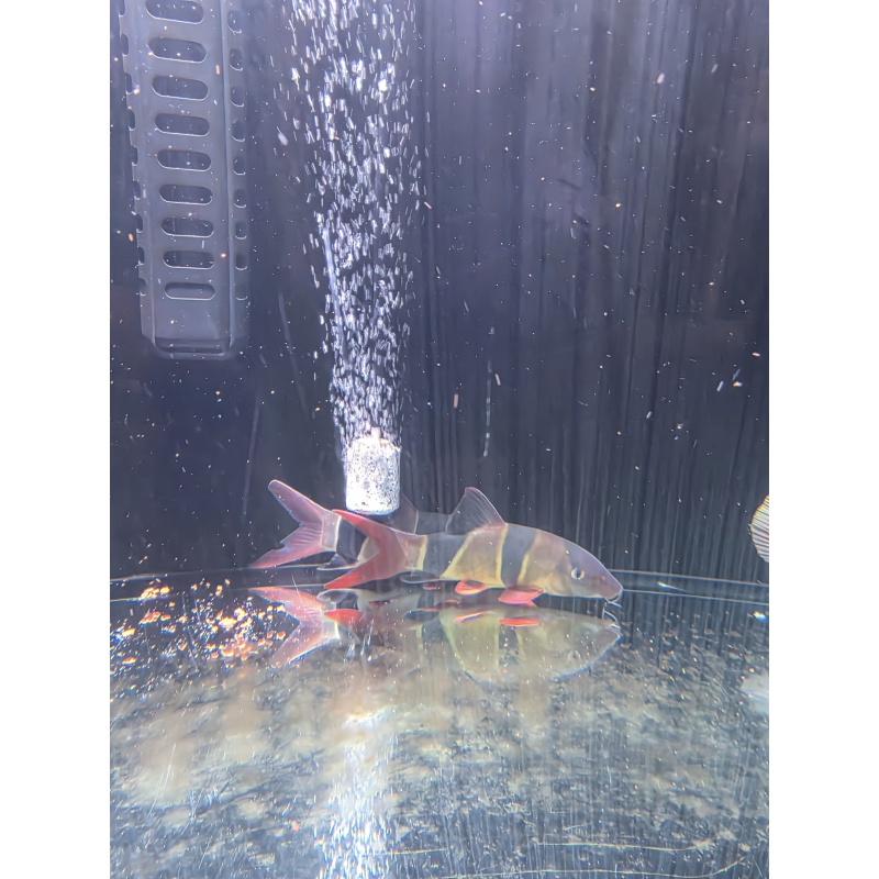 XL Clown Loach 7.5"