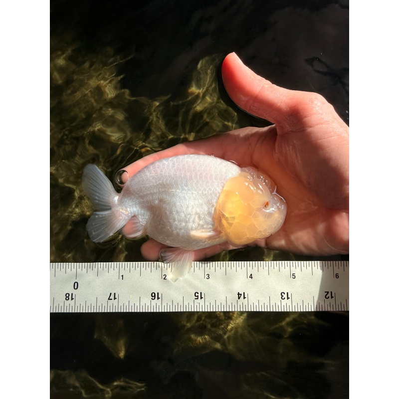 White Lionchu Female 4.5-5 inches