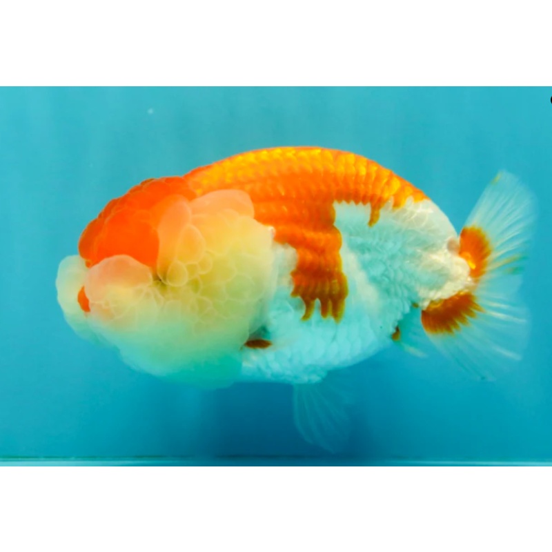 FLUFFY WEN A Grade Red White LionQueen Female 5 inches