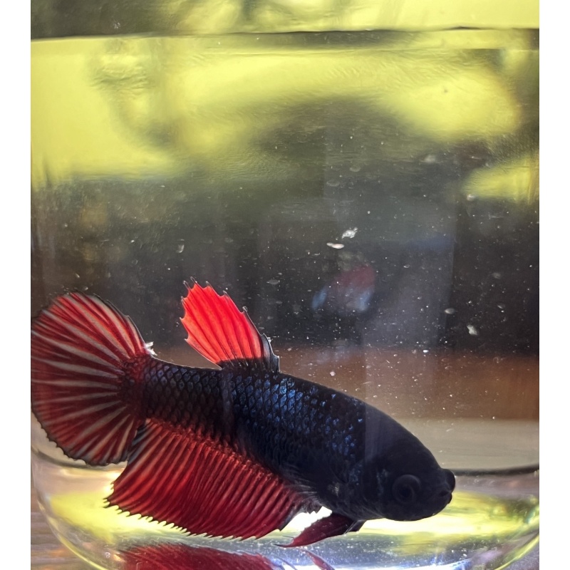 Female Plakat Type Betta | Black and Crimson + Blue/Teal Iridescent | Mystique