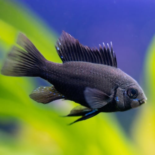 German Black Knight Ram Dwarf Cichlid | Live Fish | U.S.