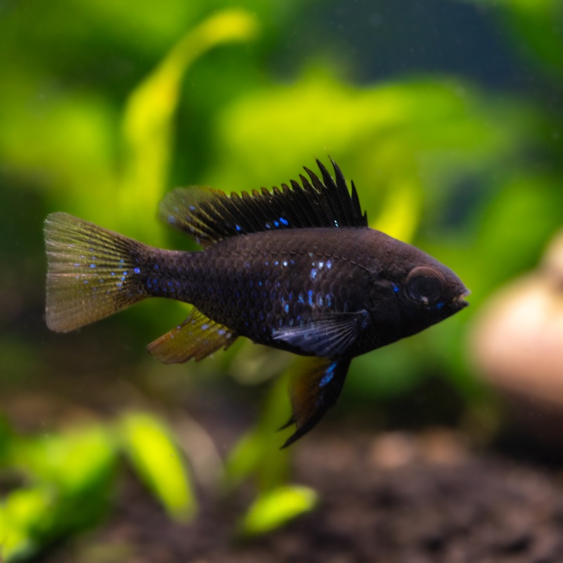 German Black Knight Ram Dwarf Cichlid | Live Fish | U.S.