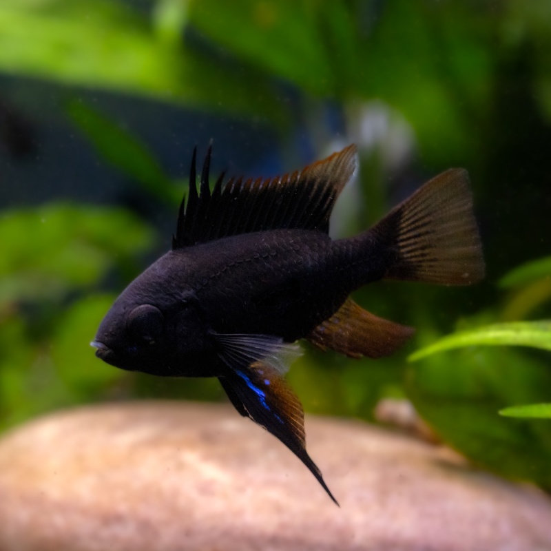German Black Knight Ram Dwarf Cichlid | Live Fish | U.S.