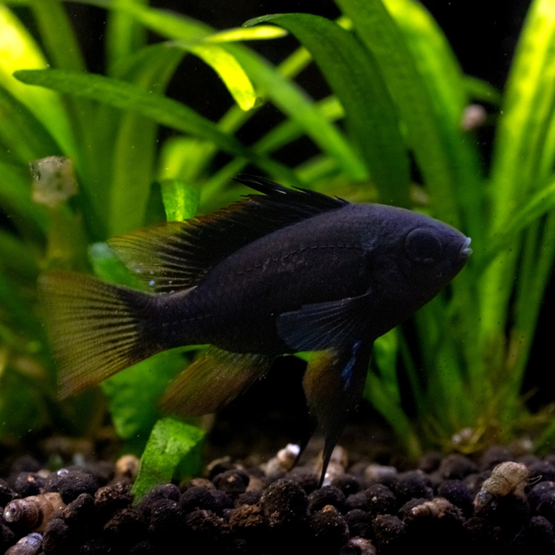 German Black Knight Ram Dwarf Cichlid | Live Fish | U.S.