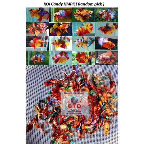 Fancy Nemo KOI HMPK Premium Grade from Thailand