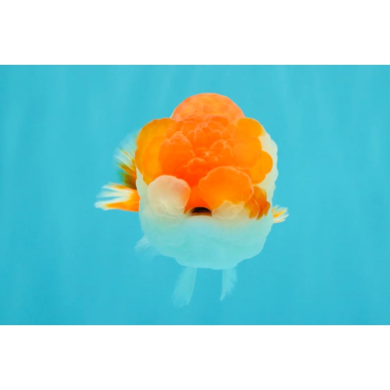 CHUBBY A Grade Red White LionQueen 4.5-5 inches