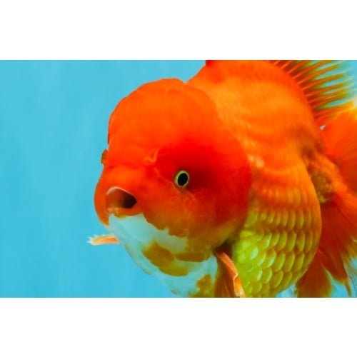 JUMBO A Grade Red White Oranda Male 7 inches