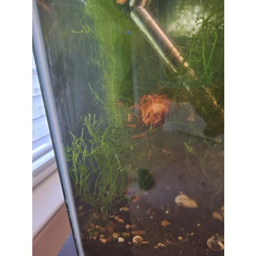 10+2 Tangerine Tiger Shrimp Shipping Included